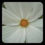 White Cosmos Sticker