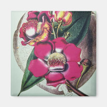 White Couropita guianensis flowers Fridge Magnet