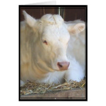 White cow greeting card