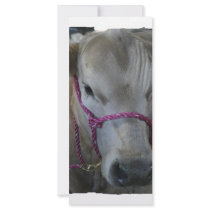 White Cow Head Shot at County Fair Full Color Rack Card