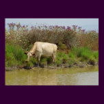 White cow