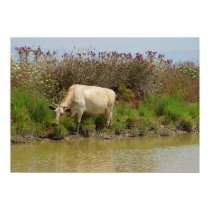 White cow posters