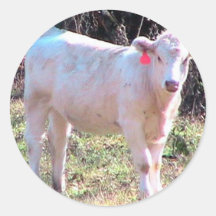 White Cow With Tagged Ears In A Wide Meadow Stickers