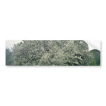 white Crab apple tree, Quebec, Canada flowers Bumper Sticker