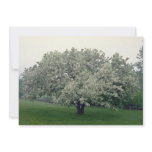 white Crab apple tree, Quebec, Canada flowers Custom Announcement