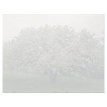 white Crab apple tree, Quebec, Canada flowers Custom Letterhead