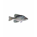 White Crappie shirt