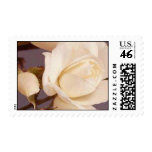 White Cream Passion Rose stamps