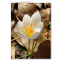 WHITE CROCUS cards