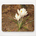 White Crocus “EarthDayContest2007” mousepad by eelkat White Crocus “EarthDayContest2007” mousepad