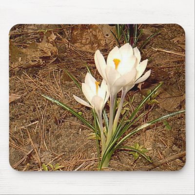 White Crocus “EarthDayContest2007” mousepad by eelkat