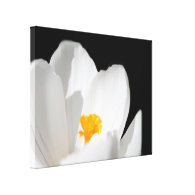 White crocus flower macro picture stretched canvas prints