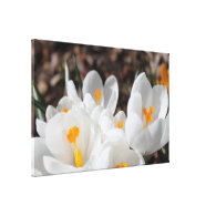 white crocus flowers stretched canvas print