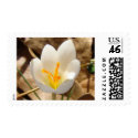 WHITE CROCUS postage