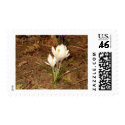 White Crocus stamp