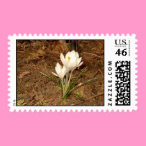 White Crocus postage by eelkat White Crocus postage