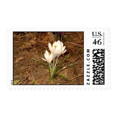 White Crocus Stamps by eelkat