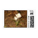 White Crocus postage by eelkat White Crocus postage