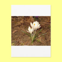 White Crocus postcards