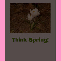 White Crocus, Think Spring! “EarthDayContest2007” t-shirts by eelkat White Crocus, Think Spring! “EarthDayContest2007” t-shirts