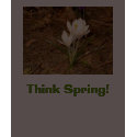 White Crocus, Think Spring! “EarthDayContest2007” t-shirts by eelkat White Crocus, Think Spring! “EarthDayContest2007” t-shirts