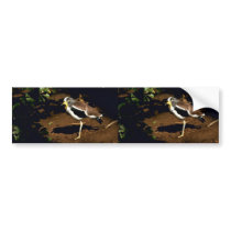 White-crowned Plover bumper stickers