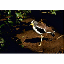 White-crowned Plover photo sculptures