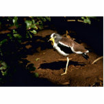 White-crowned Plover Acrylic Cut Out