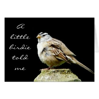 White Crowned Song Sparrow card