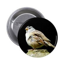 White Crowned Song Sparrow Pins