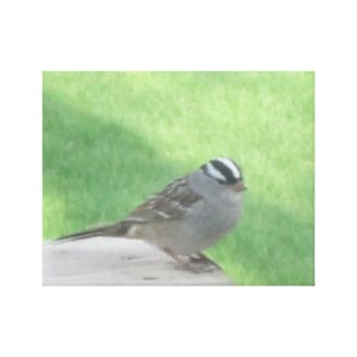 White Crowned Sparrow Canvas Print