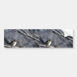 White-crowned sparrow female bumper sticker