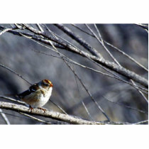 White-crowned sparrow female photo sculptures by animalpark White-crowned sparrow female photo sculptures