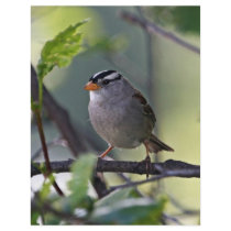 White-crowned Sparrow Flyer Design