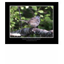 WHITE CROWNED SPARROW I Poster t-shirts