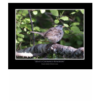 WHITE CROWNED SPARROW I Poster t-shirts