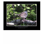 WHITE CROWNED SPARROW I Poster Tee Shirt