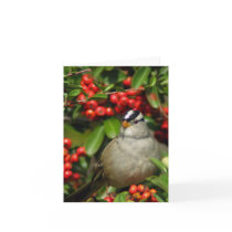 White-Crowned Sparrow • Joe Sweeney - card