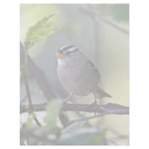 White-crowned Sparrow Personalized Letterhead