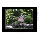 "WHITE CROWNED SPARROW" Note Cards
