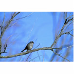 White-crowned sparrow