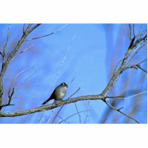 White-crowned sparrow photo sculptures by animalpark White-crowned sparrow photo sculptures