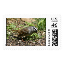 White-Crowned Sparrow Stamp