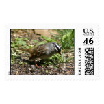 White-Crowned Sparrow postage