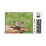 White-crowned Sparrow Stamp