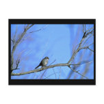 White-crowned sparrow