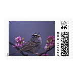 White-crowned Sparrow Stamp