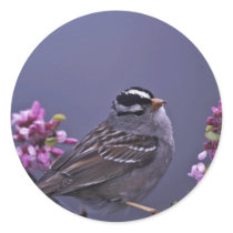 White-crowned Sparrow Stickers