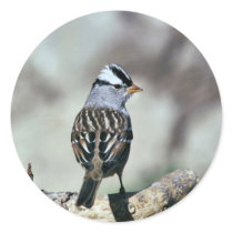 White-crowned sparrow stickers