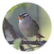 White-crowned Sparrow Sticker